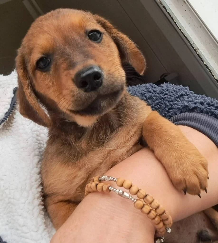Buzz, male puppy Mixed Breed for adoption at DNV Save Animals, Brcko
