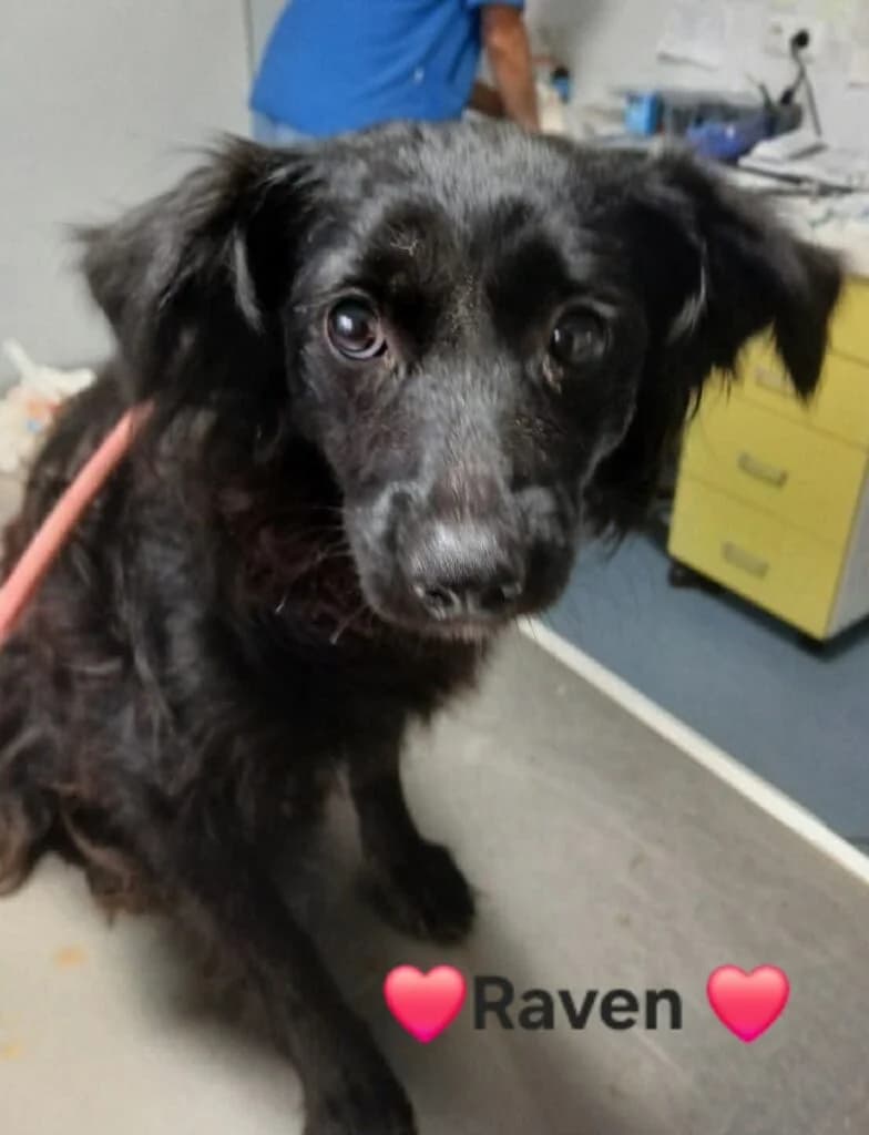 Raven, female young Mixed Breed for adoption at DNV Save Animals, Brcko