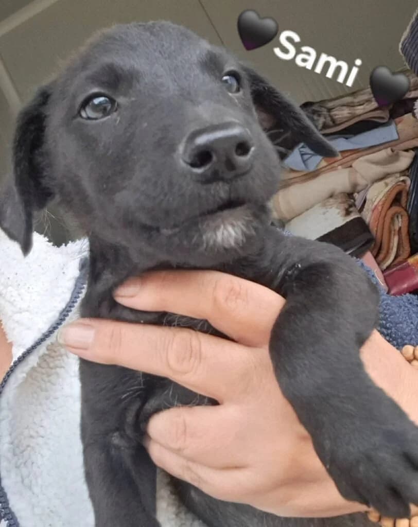 Sami, male puppy Mixed Breed for adoption at DNV Save Animals, Brcko