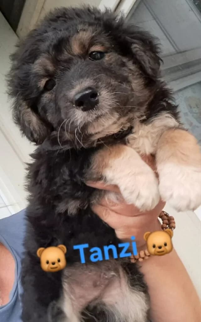 Tanzi, male puppy Mixed Breed for adoption at DNV Save Animals, Brcko