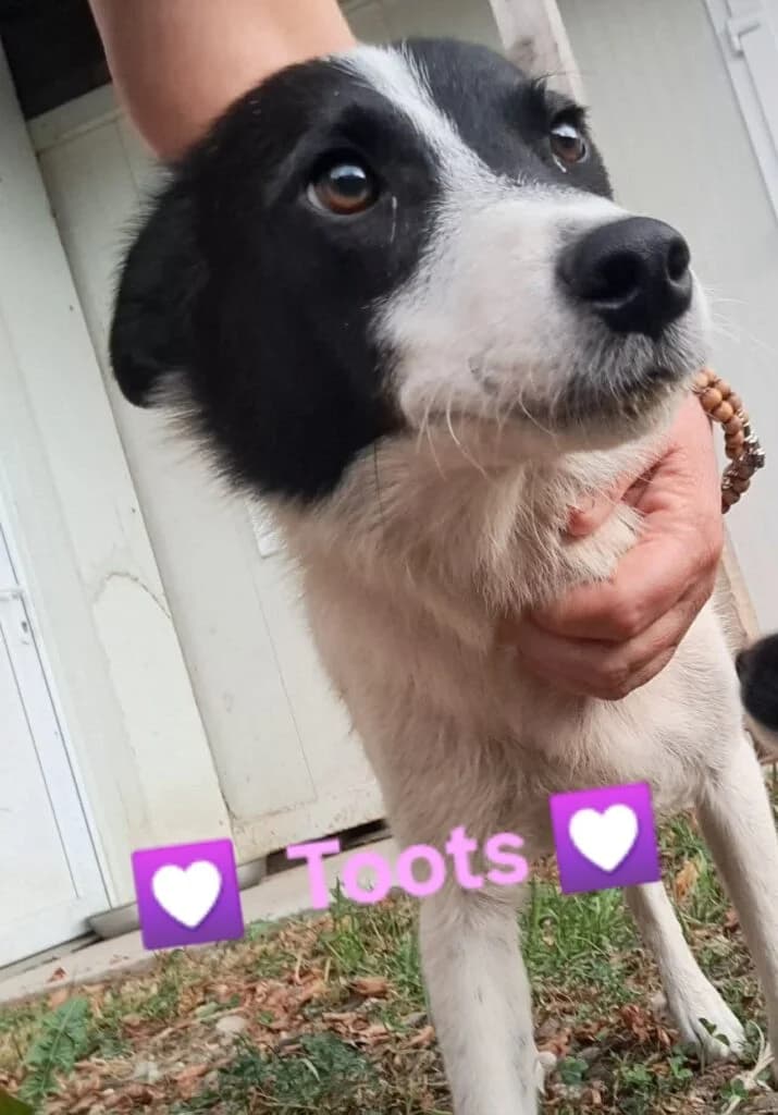 Toots, female young Mixed Breed for adoption at DNV Save Animals, Brcko