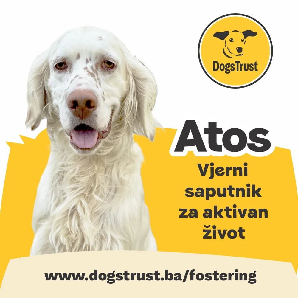 Atos, male young Mixed Breed for adoption at Dogs Trust Bosnia and Herzegovina