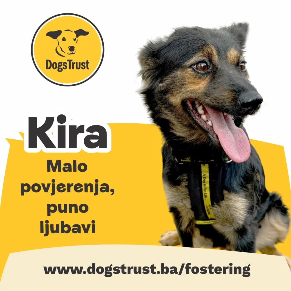 Kira, female 3yo Mixed Breed for adoption at Dogs Trust Bosnia and Herzegovina