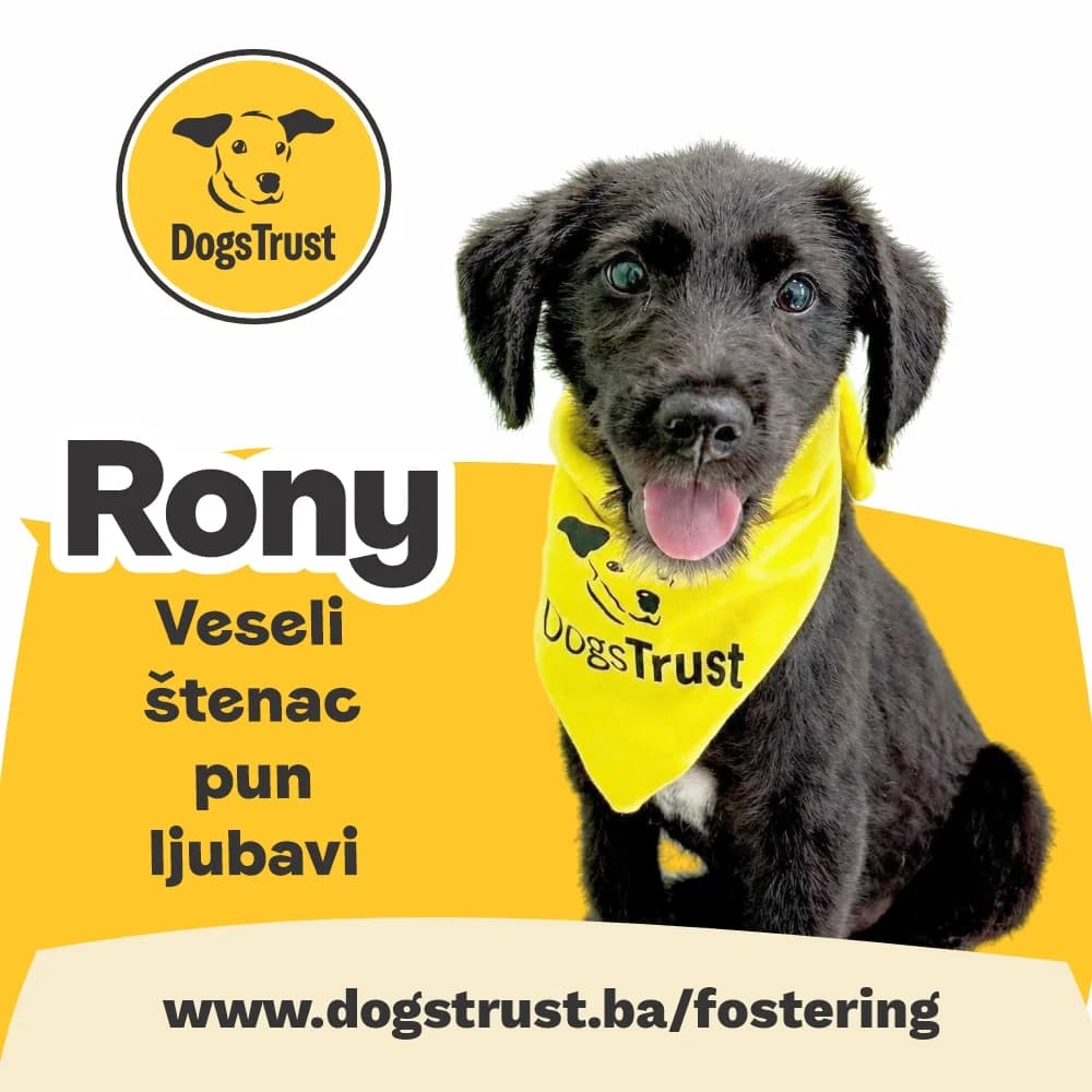Rony, male puppy Mixed Breed for adoption at Dogs Trust Bosnia and Herzegovina