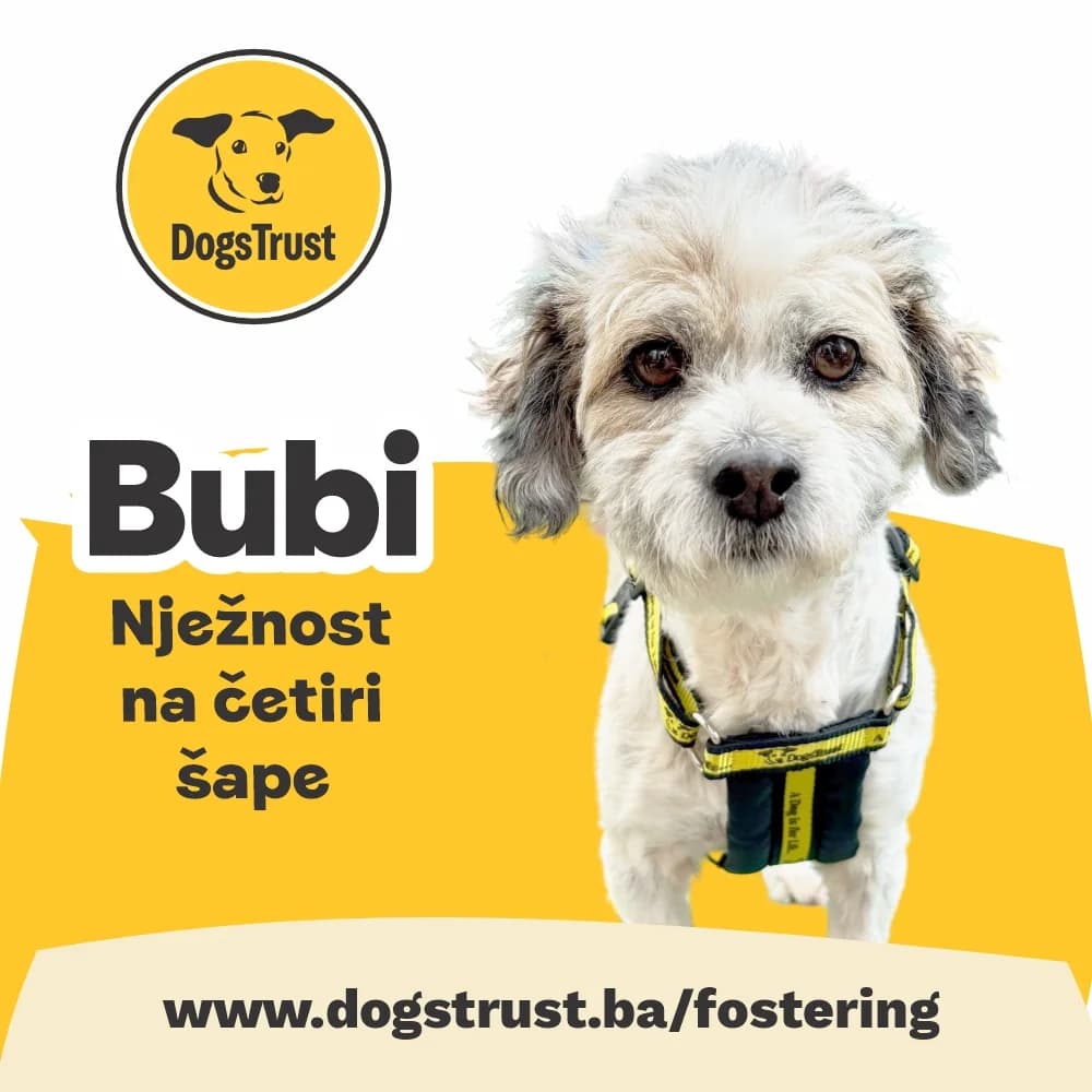 Bubi, female 4yo Mixed Breed for adoption at Dogs Trust Bosnia and Herzegovina