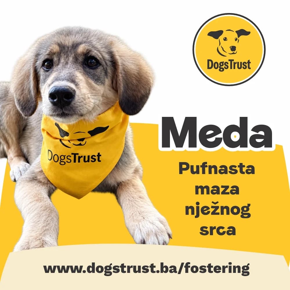 MEDA, mixed breed for adoption at Fondacija Dogs Trust BiH