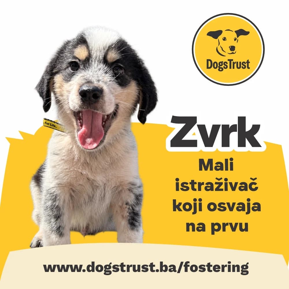 ZVRK, mixed breed for adoption at Fondacija Dogs Trust BiH