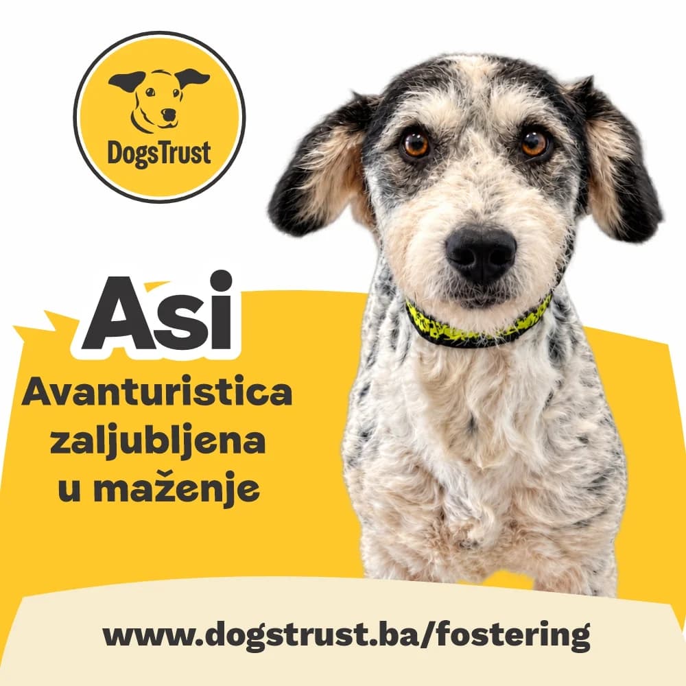 ASI, mixed breed for adoption at Fondacija Dogs Trust BiH