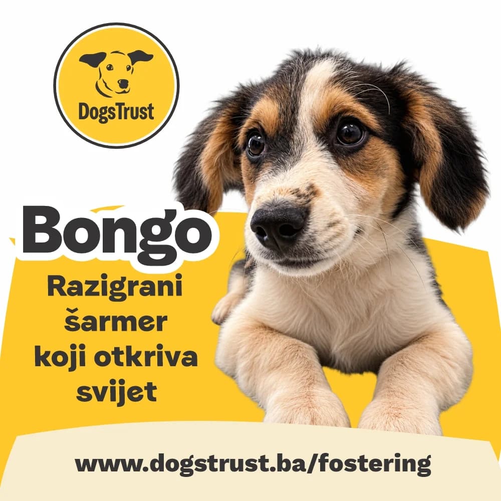 BONGO, mixed breed for adoption at Fondacija Dogs Trust BiH