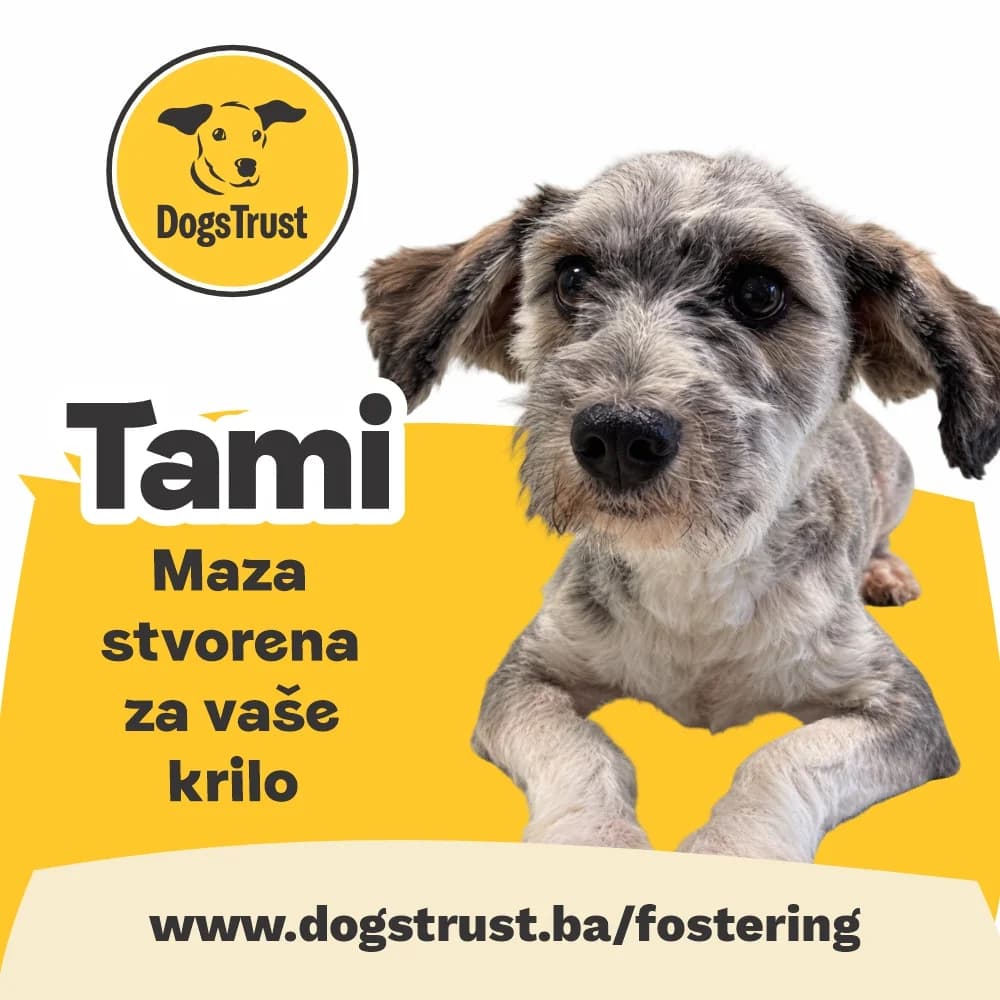 TAMI, mixed breed for adoption at Fondacija Dogs Trust BiH