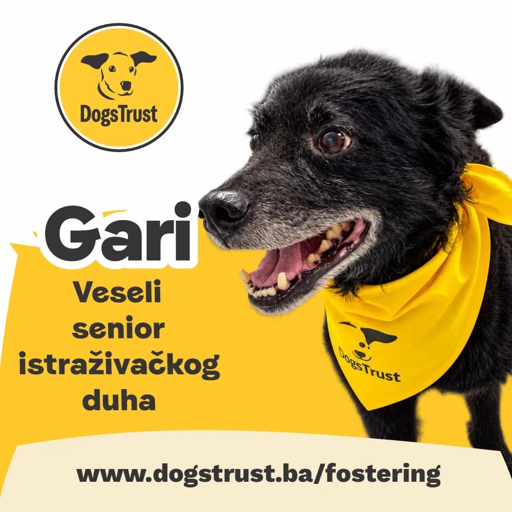 GARI, mixed breed for adoption at Fondacija Dogs Trust BiH