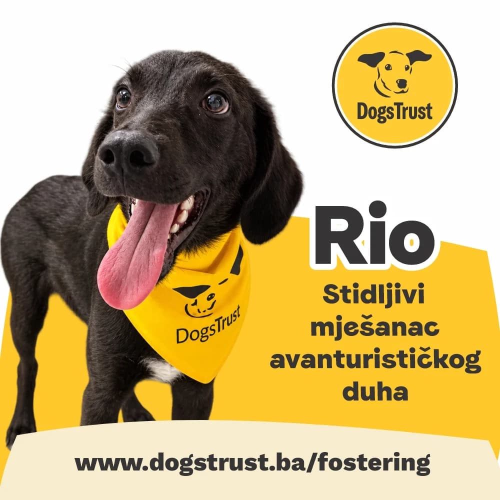 RIO, mixed breed for adoption at Fondacija Dogs Trust BiH