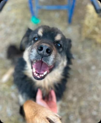 Duško, male Mixed Breed for adoption at Friends of Sarajevo Strays