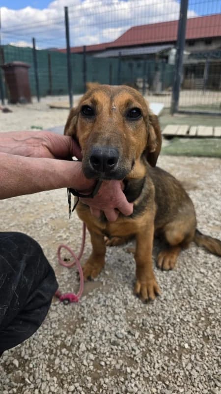 Aya, female puppy Mixed Breed for adoption at Hope VMS / Elaines Dogs, Bosnia