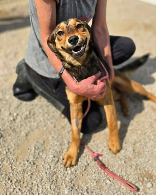 Ayrina, female puppy Mixed Breed for adoption at Hope VMS / Elaines Dogs, Bosnia