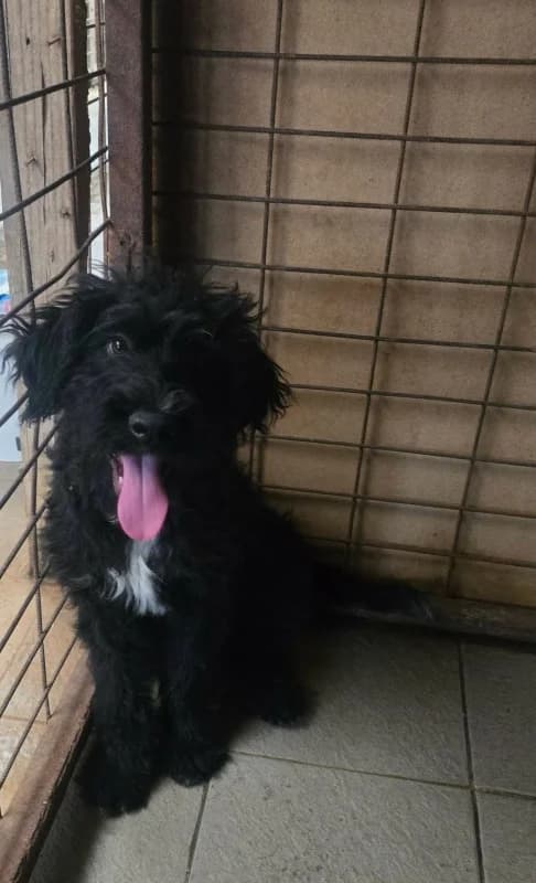 Bert, black male 5yo Mixed Breed for adoption at Hope VMS / Elaines Dogs, Bosnia
