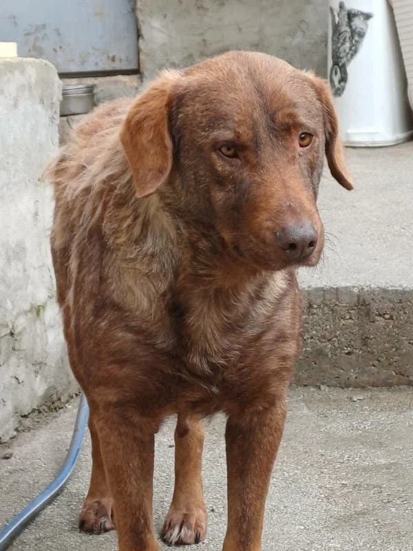 Brownie, brown female puppy Mixed Breed for adoption at Hope VMS / Elaines Dogs, Bosnia