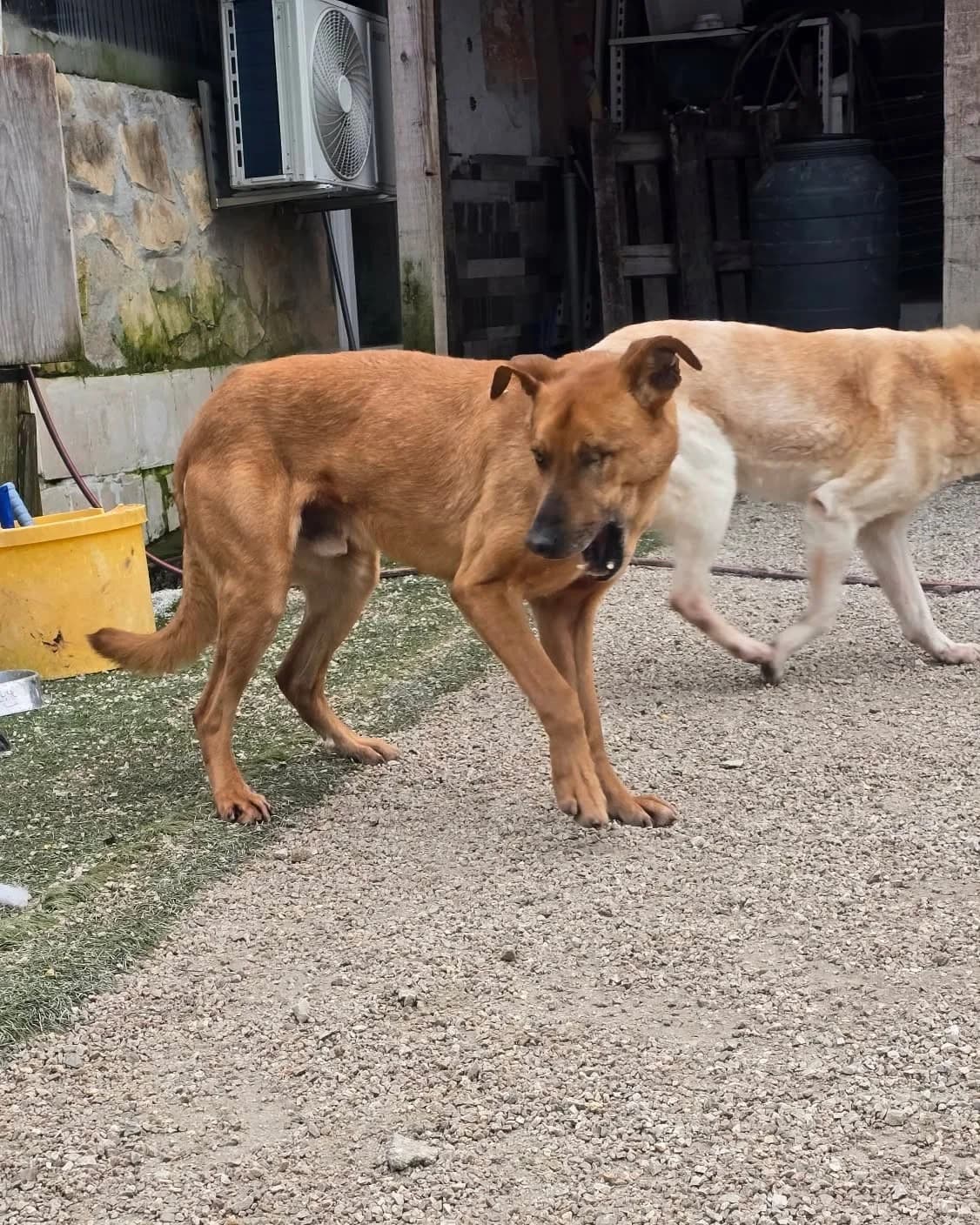 Bruno, yellow male 7yo mixed breed for adoption at Hope VMS / Elaines Dogs, Bosnia