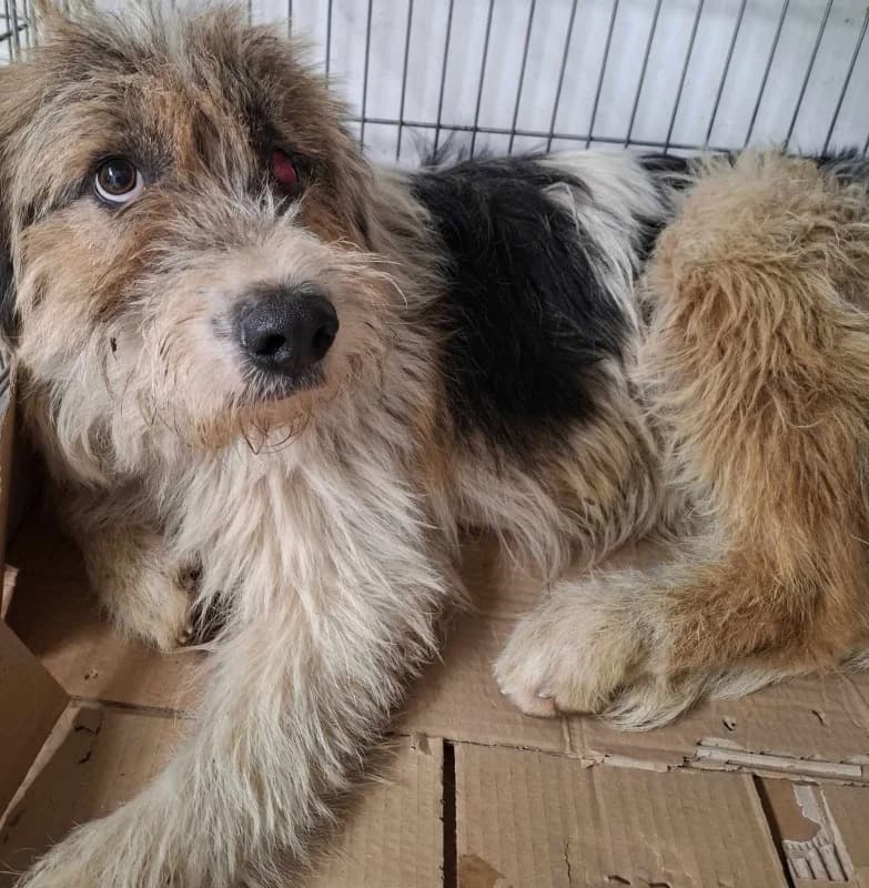 Chico, black male 3yo mixed breed for adoption at Hope VMS / Elaines Dogs, Bosnia