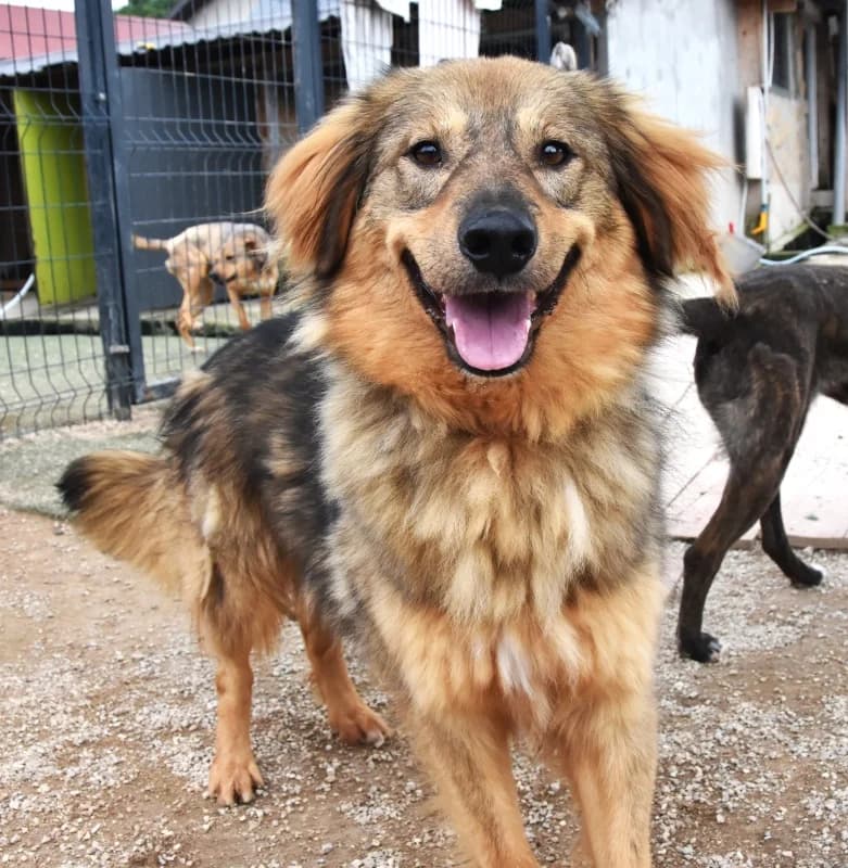 Cooper, brown male 7yo mixed breed for adoption at Hope VMS / Elaines Dogs, Bosnia
