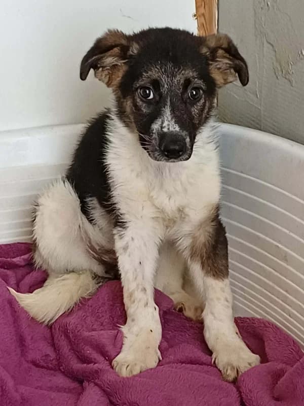 Darby, black & white female 4yo mixed breed for adoption at Hope VMS / Elaines Dogs, Bosnia