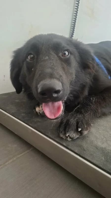 Digby, black with a white patch male senior mixed breed for adoption at Hope VMS / Elaines Dogs, Bosnia