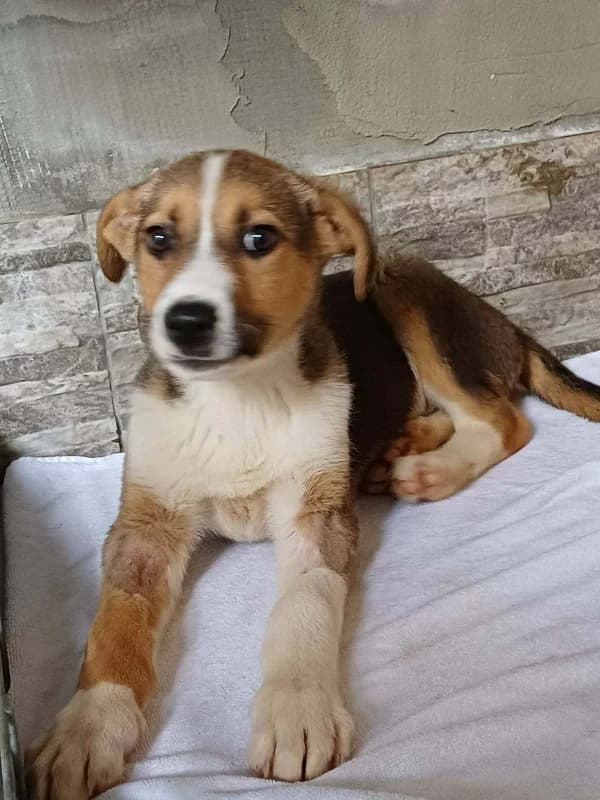 Dobby, white male 4yo mixed breed for adoption at Hope VMS / Elaines Dogs, Bosnia