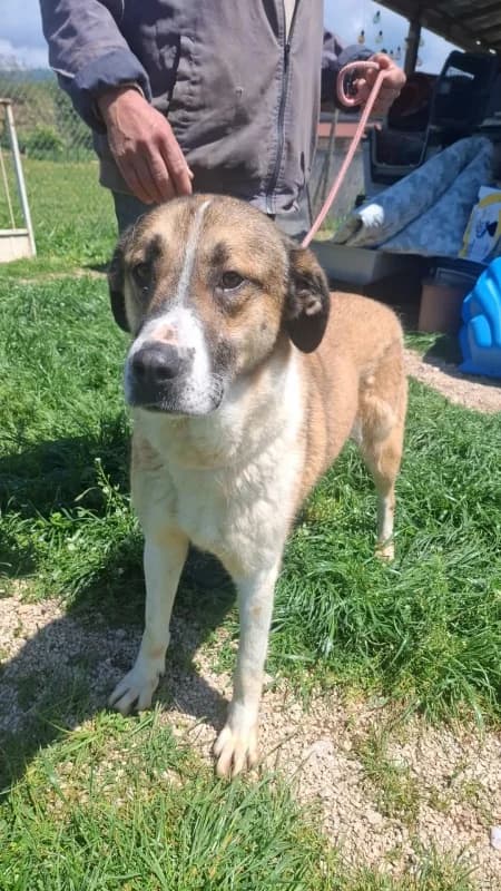Dona, brown and white female Mixed Breed for adoption at Hope VMS / Elaines Dogs, Bosnia