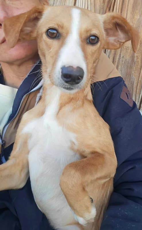 Elda, female puppy Mixed Breed for adoption at Hope VMS / Elaines Dogs, Bosnia