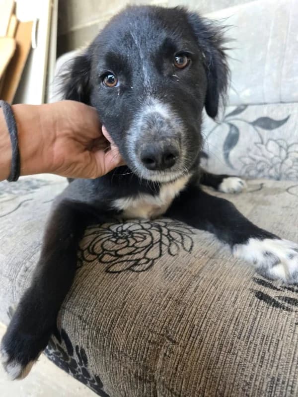 Franca, black and white female puppy Mixed Breed for adoption at Hope VMS / Elaines Dogs, Bosnia