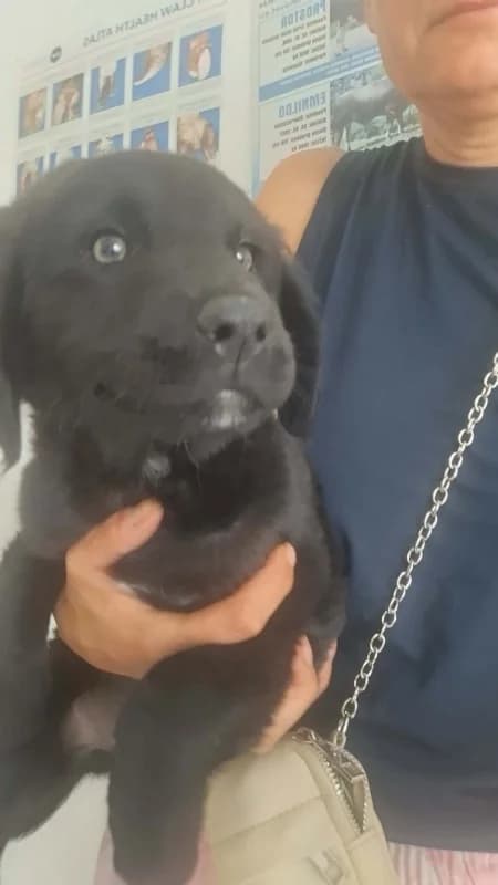 Franco, black female puppy Mixed Breed for adoption at Hope VMS / Elaines Dogs, Bosnia