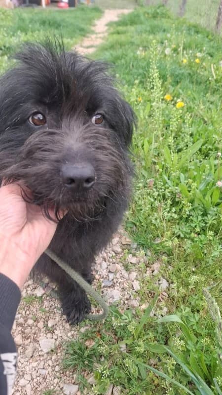 Gabby, female Mixed Breed for adoption at Hope VMS / Elaines Dogs, Bosnia