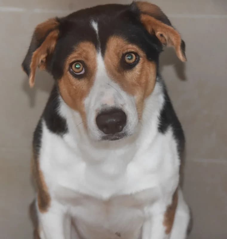 Gaga, black female 6yo mixed breed for adoption at Hope VMS / Elaines Dogs, Bosnia