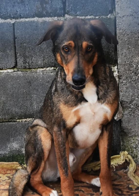Gogi, brown and white male 6yo mixed breed for adoption at Hope VMS / Elaines Dogs, Bosnia