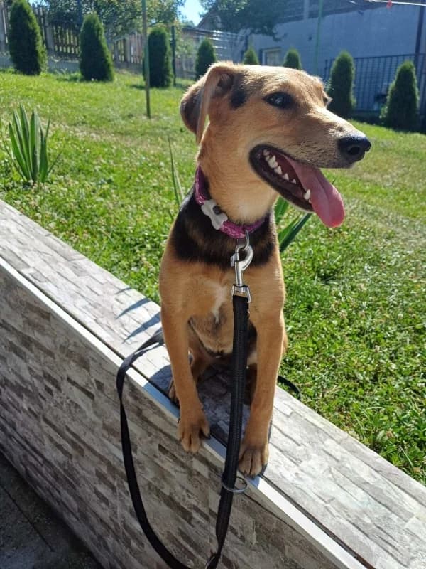 Jana, black and tan female young Mixed Breed for adoption at Hope VMS / Elaines Dogs, Bosnia