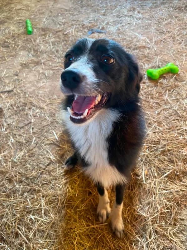 Jessica and Pups, black and white female young Collie for adoption at Hope VMS / Elaines Dogs, Bosnia