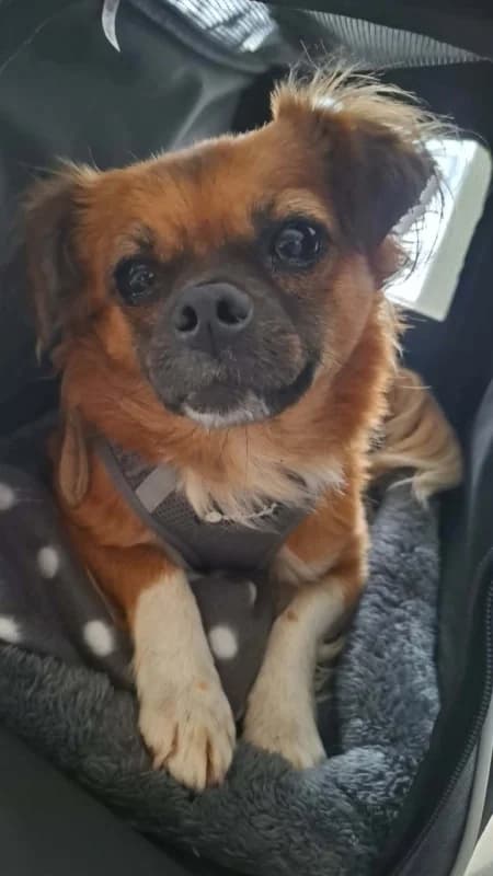 Josie, tan and white female puppy Mixed Breed for adoption at Hope VMS / Elaines Dogs, Bosnia