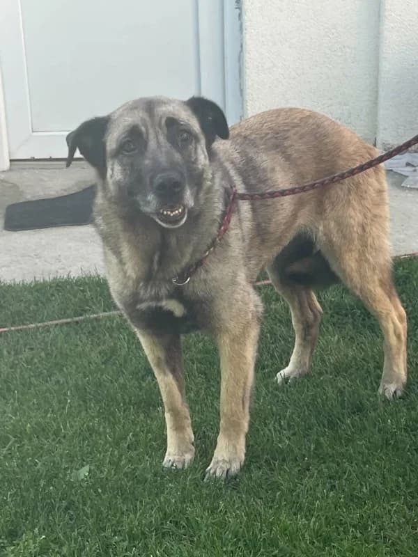 Klara, tan female senior mixed breed for adoption at Hope VMS / Elaines Dogs, Bosnia