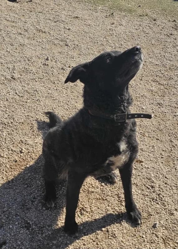 Korni, black with white bib male 6yo mixed breed for adoption at Hope VMS / Elaines Dogs, Bosnia