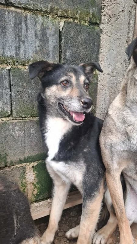 Lara, black female puppy mixed breed for adoption at Hope VMS / Elaines Dogs, Bosnia