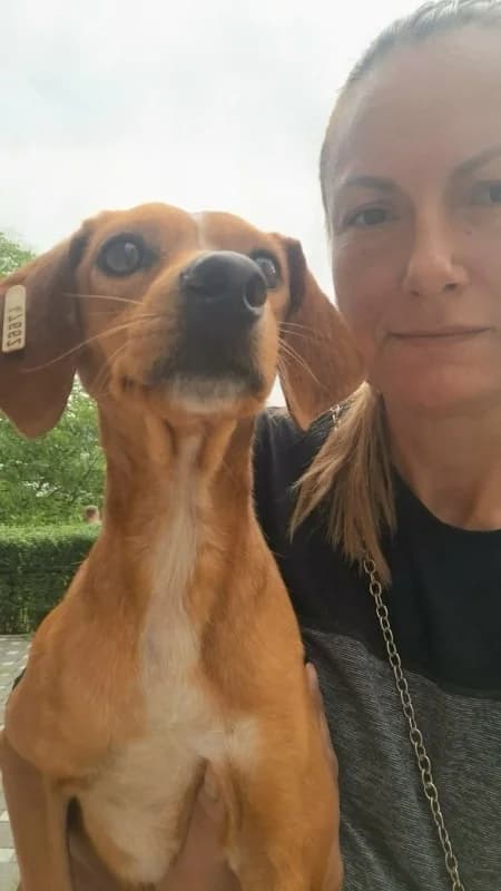 Lena, tan and white female 3yo Mixed Breed for adoption at Hope VMS / Elaines Dogs, Bosnia