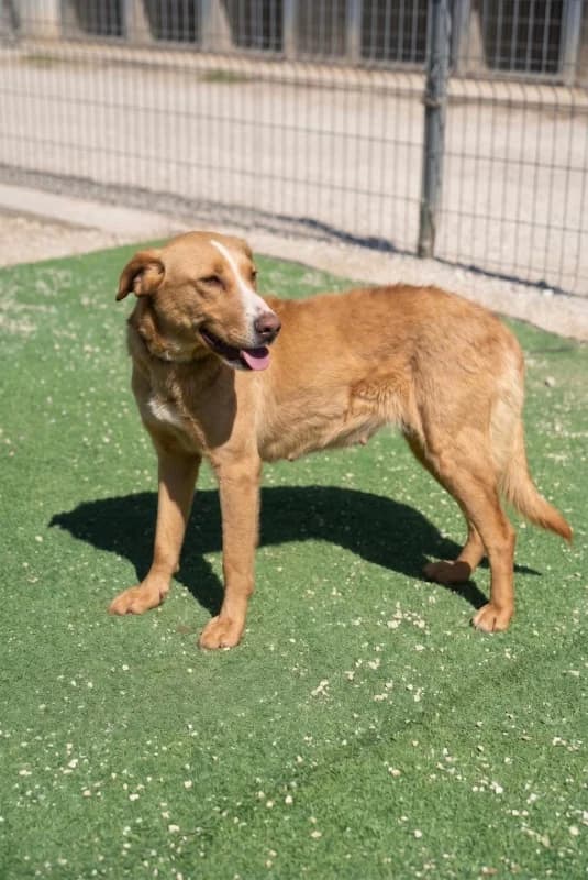Lesa, female 5yo Mixed Breed for adoption at Hope VMS / Elaines Dogs, Bosnia