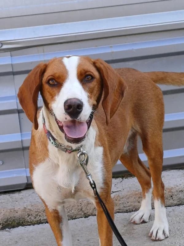 Lexi, brown and white female young Mixed Breed for adoption at Hope VMS / Elaines Dogs, Bosnia
