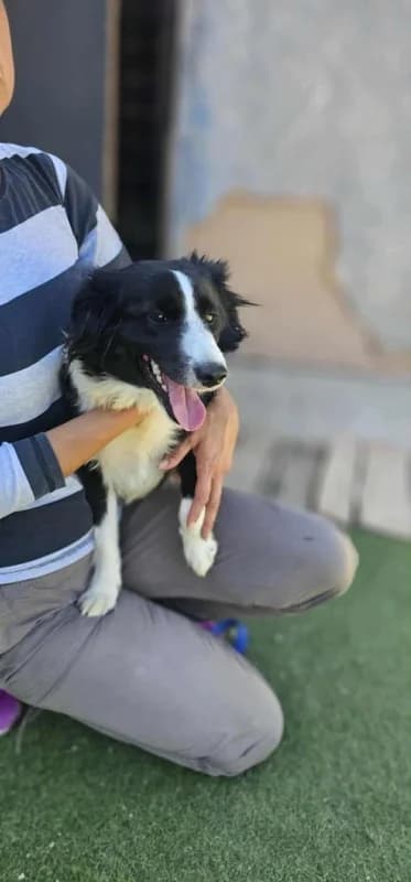 Lilly, Mixed Breed for adoption at Hope VMS / Elaines Dogs, Bosnia