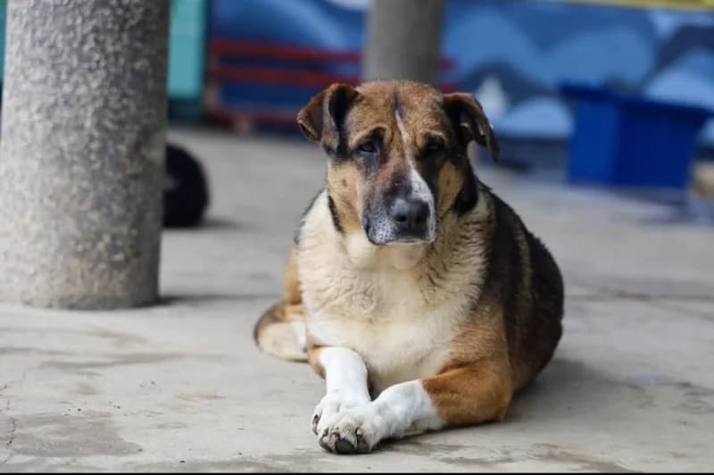 Lisa, female Mixed Breed for adoption at Hope VMS / Elaines Dogs, Bosnia