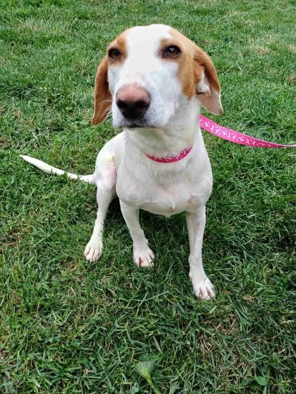 Ljubica, female 3yo Mixed Breed for adoption at Hope VMS / Elaines Dogs, Bosnia