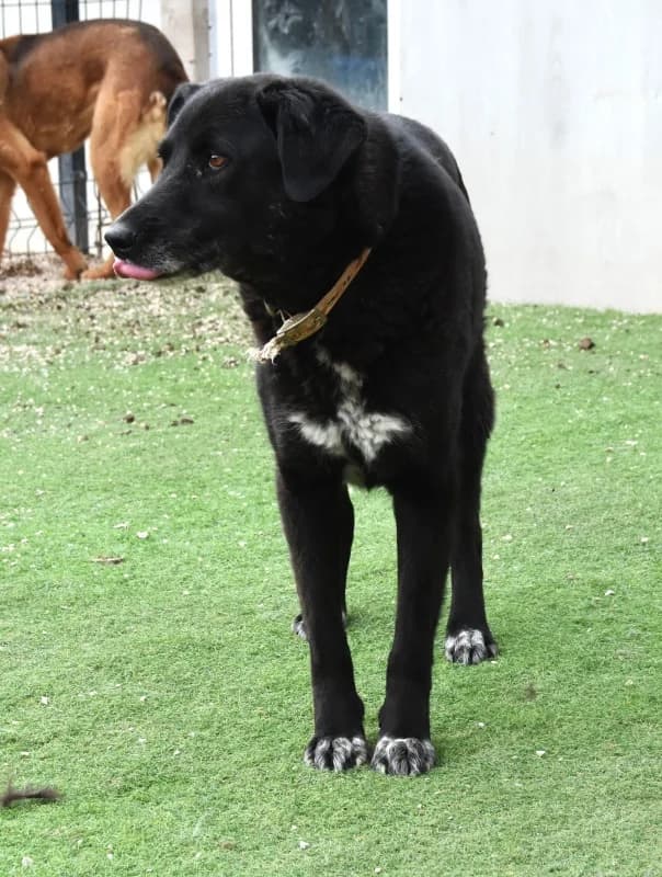 Lutak, black male senior Labrador Retriever for adoption at Hope VMS / Elaines Dogs, Bosnia