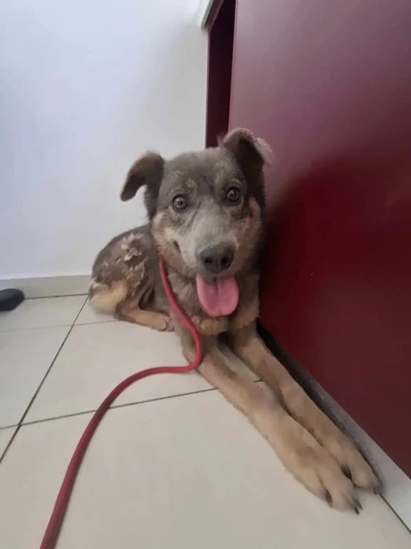 Masha, female Mixed Breed for adoption at Hope VMS / Elaines Dogs, Bosnia