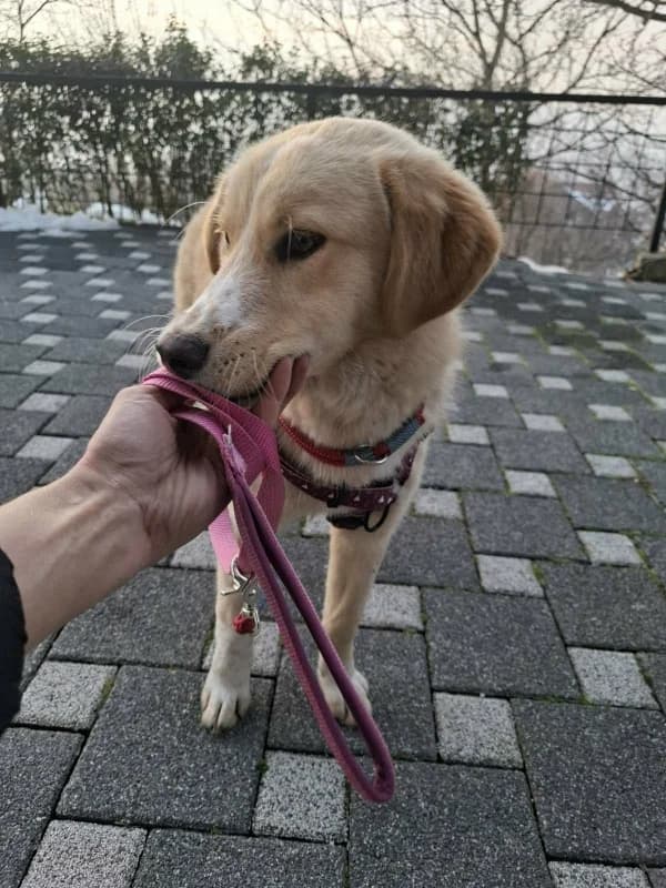 Medena, female Collie for adoption at Hope VMS / Elaines Dogs, Bosnia