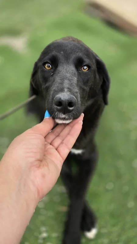 Melanie, black and white female senior Mixed Breed for adoption at Hope VMS / Elaines Dogs, Bosnia